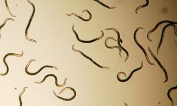 Parasites that live in the human body