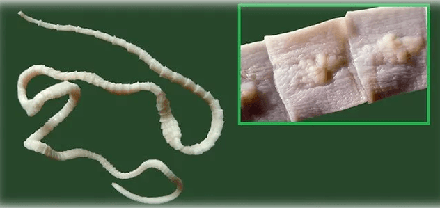 worms