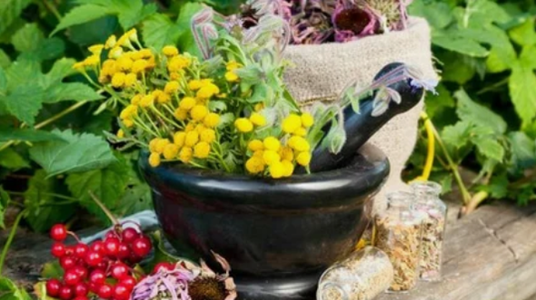 Herbs from helminthiasis